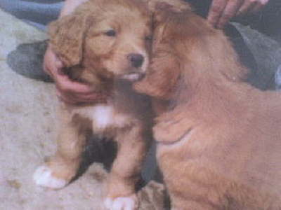 Dasdy und sein Geschwisterchen mit 6 Wochen (In Frankreich)