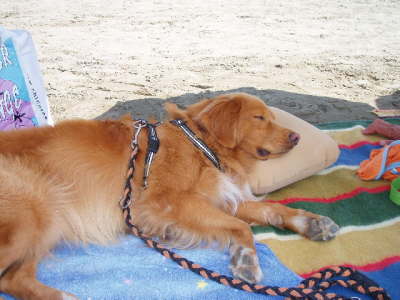 Wie sch�n ist das Hundeleben!